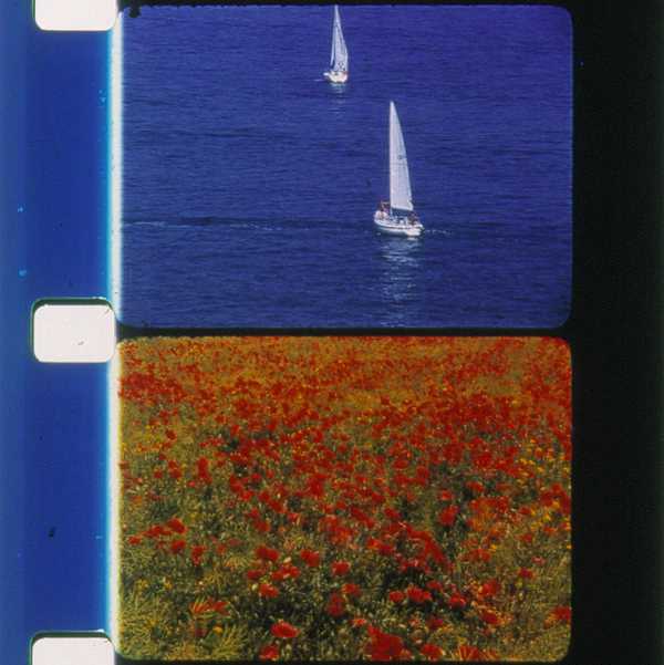 A color photo of two frames of 16mm film from Rose Lowder's Poppies and Sailboats. The top frame depicts sailboats on calm blue water. The bottom frame depicts a field of red and yellow flowers.