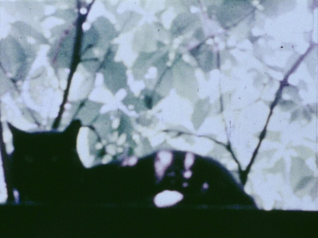 A color movie still of the silhouette of a cat sitting on a windowsill, with plants and sunlight visible outside of the window.