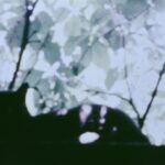 A color movie still of the silhouette of a cat sitting on a windowsill, with plants and sunlight visible outside of the window.
