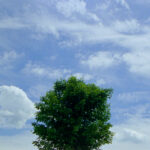 A movie still (from Tony Balko's Tree) of a lone tree, full of green leaves, and with a big blue sky with gentle white clouds.